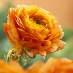 Asiatische Ranunkeln Orange (x10) - Volle Blüten, leuchtend orange