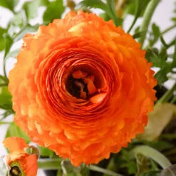 Asiatische Ranunkeln ‘Orange Flame’ (x10) - Feurige Blüten, kinderleicht