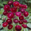 Asiatische Ranunkeln ‘Pauline’ (x10) - Rote Blütenpracht im Mai