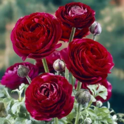 Asiatische Ranunkeln ‘Pauline Violet’ (x10) - Samtblüten wie aus Seide