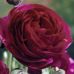 Asiatische Ranunkeln ‘Pauline Violet’ (x10) - Samtblüten wie aus Seide