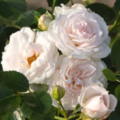 Aspirin Rose ® - Wochenlange weiße Blütenpracht