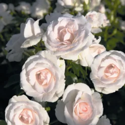 Aspirin Rose ® - Wochenlange weiße Blütenpracht