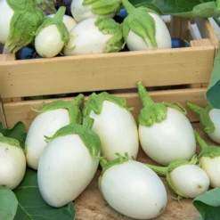 Aubergine ‘Blanche ronde à œufs’ - Weiße Eier zum Ernten