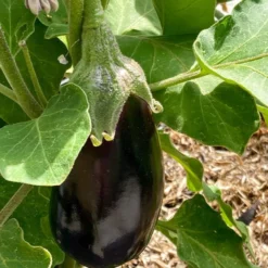 Aubergine Bonica F1 - Dicke Früchte, kein Bitterstoff