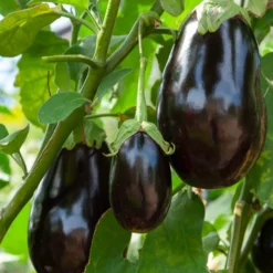 Aubergine Bonica F1 - Dicke Früchte, kein Bitterstoff