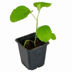 Auberginenpflanzen ‘Baluroi’ F1 (x3) - Große Früchte, wenig Mühe