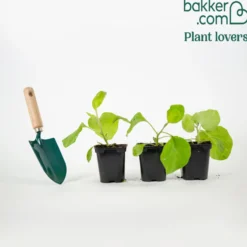 Auberginenpflanzen ‘Baluroi’ F1 (x3) - Große Früchte, wenig Mühe
