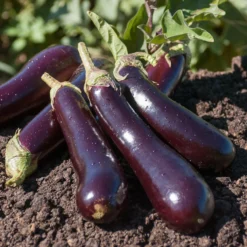 Aubergine ‘Violette de Barbentane’ - Ernte satt, ganz einfach