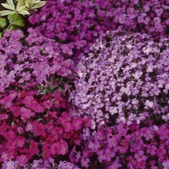 Aubrieta (Blaukissen) Stauden-Mischung 'Cascade' - Farbteppich im Frühling