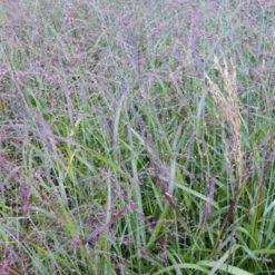 Aufrechte Rispe Shenandoah - Rotes Gras, große Wirkung