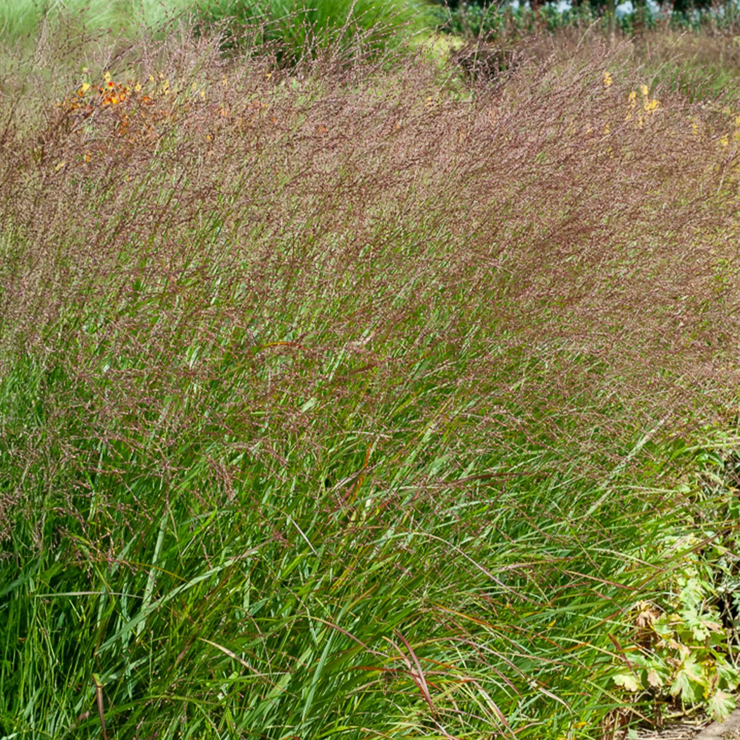Aufrechte Rispe Shenandoah - Rotes Gras, große Wirkung