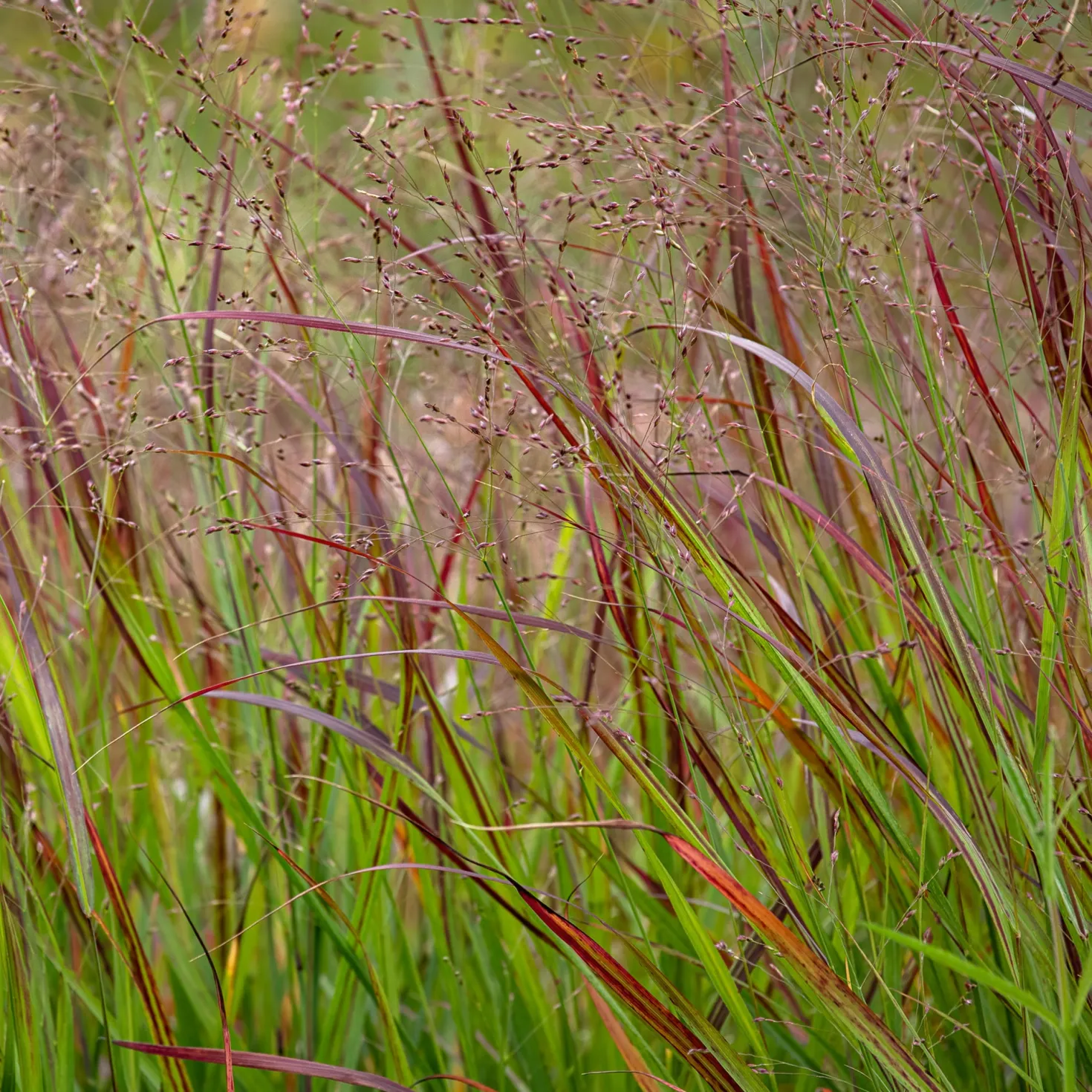 Aufrechte Rispe Shenandoah - Rotes Gras, große Wirkung
