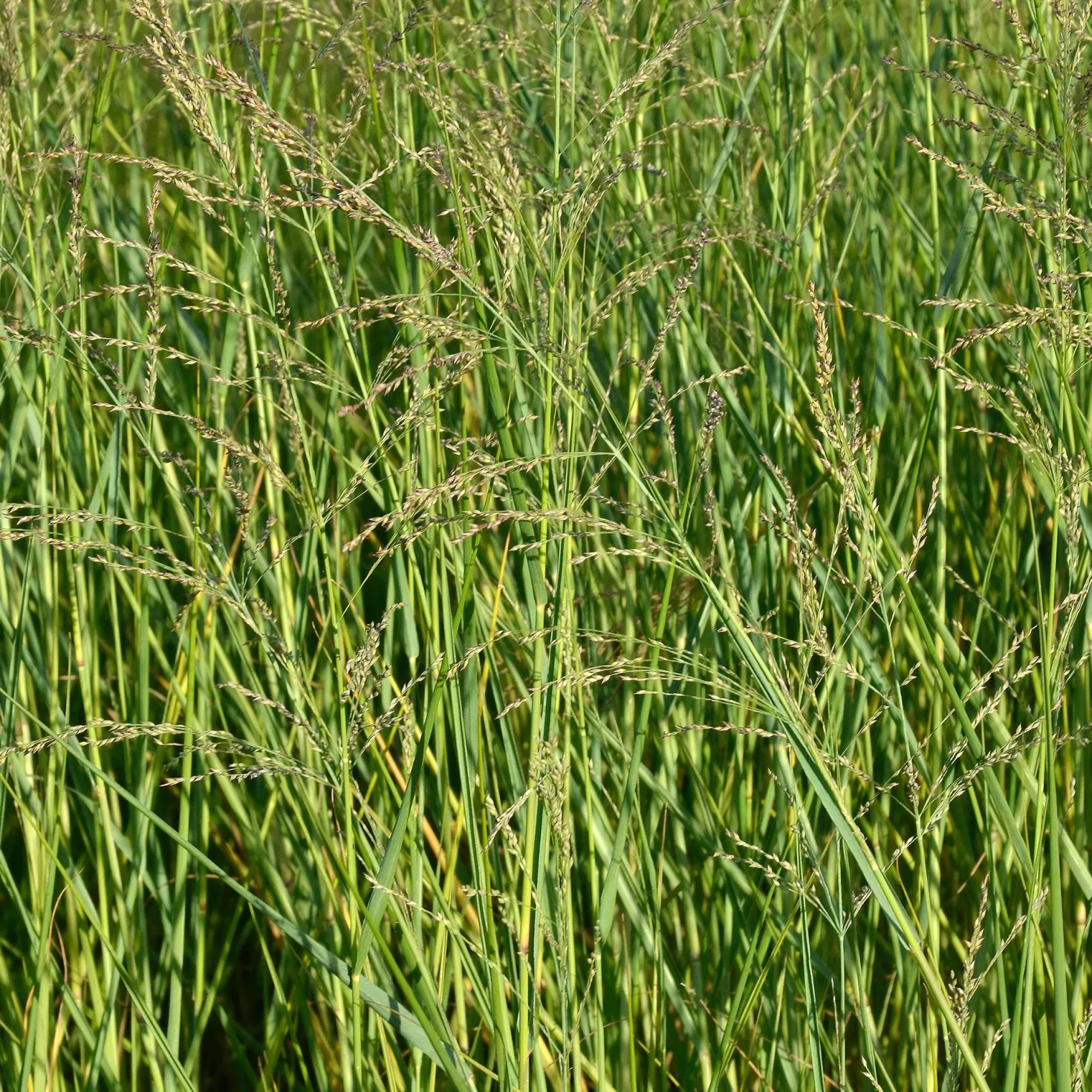 Aufrechte Rutenhirse - Blaugrünes Gras, das steht