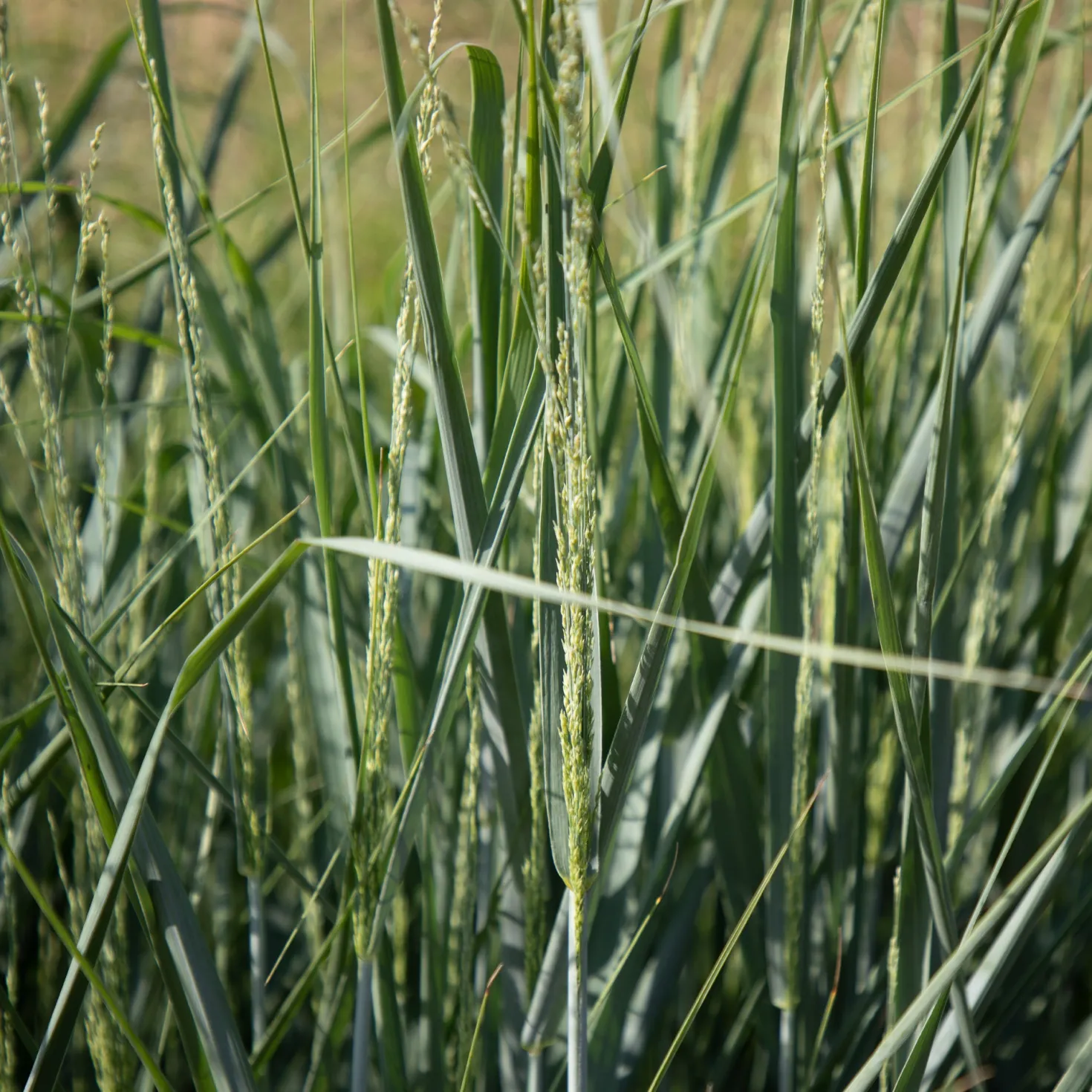 Aufrechte Rutenhirse - Blaugrünes Gras, das steht