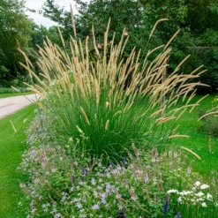 Aufrechtes Lampenputzergras (Pennisetum alopecuroides) - Federn im Wind, sofort schön