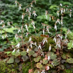 Ausläuferbildender Steinbrech Cuscutiformis - Grünteppich ganz einfach