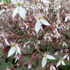 Ausläuferbildender Steinbrech Cuscutiformis - Grünteppich ganz einfach