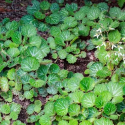 Ausläuferbildender Steinbrech Cuscutiformis - Grünteppich ganz einfach