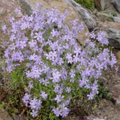 Ausläufer Flammenblume 'Blue Ridge' - Blauer Blütenteppich im Nu