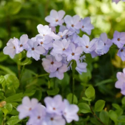 Ausläufer Flammenblume 'Blue Ridge' - Blauer Blütenteppich im Nu