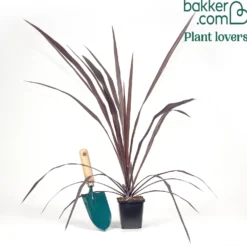 Australische Keulenlilie Burgundy Spire® - Rote Blätter, sofort Wirkung