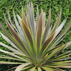 Australische Keulenlilie Choc-Mint® - Exotik für Balkon und Terrasse