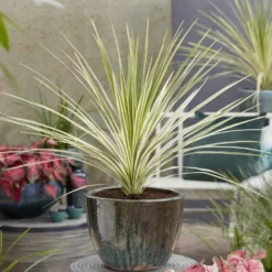 Australische Keulenlilie Lime Passion® - Exotik für Terrasse & Balkon
