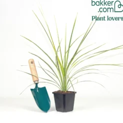 Australische Keulenlilie Lime Passion® - Exotik für Terrasse & Balkon