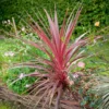 Australische Keulenlilie Pink Passion® - Exotik für Terrasse & Balkon