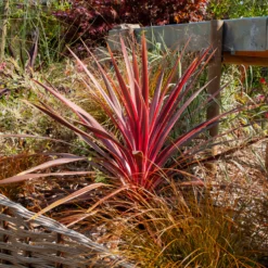 Australische Keulenlilie Pink Passion® - Exotik für Terrasse & Balkon