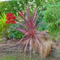 Australische Keulenlilie Pink Passion® - Exotik für Terrasse & Balkon