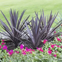 Australische Keulenlilie Red Sensation® - Exotik fürs ganze Jahr