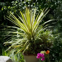 Australische Keulenlilie Torbay Dazzler® - Sofort exotisches Flair