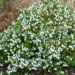 Australische Minze (Prostanthera) - Duft und Blüten ganz einfach