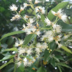 Australische Myrte ‘Newport’ - Dichte Hecke, ganzjährig grün