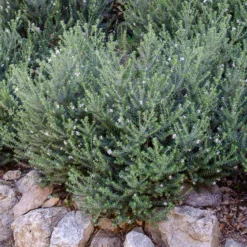 Australischer Rosmarin - Mediterranes Flair ganz leicht