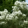 Australischer Teebaum - Duftend und schnell grün
