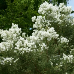 Australischer Teebaum - Duftend und schnell grün