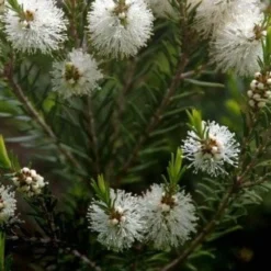 Australischer Teebaum - Duftend und schnell grün
