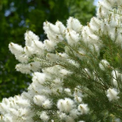 Australischer Teebaum - Duftend und schnell grün