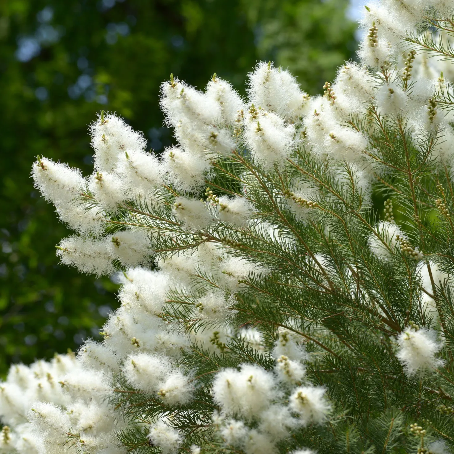 Australischer Teebaum - Duftend und schnell grün