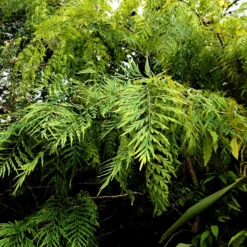 Australische Seideneiche - Exotik im Kübel, ganz einfach