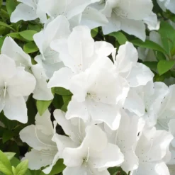 Azalea Encore White Julia - Zweimal Blüte pro Jahr