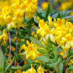 Azalee (Chinesische) ‘Harvest Moon’ - Sonnengelb im Frühling