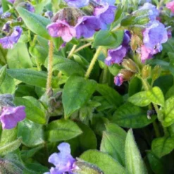 Azurea-Lungenkraut - Blaue Blüten schon im Februar