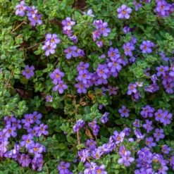 Bacopa Blau - Blütenteppich fürs Balkonkästchen