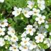 Bacopa Weiß - Weißer Blütenwasserfall