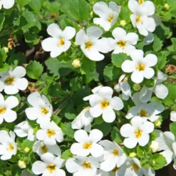 Bacopa Weiß - Weißer Blütenwasserfall