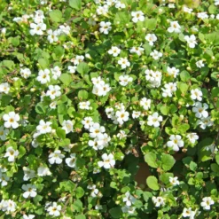 Bacopa Weiß - Weißer Blütenwasserfall